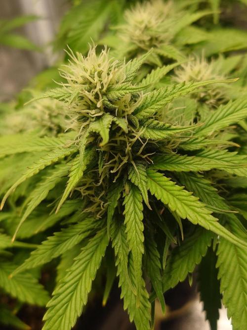 Sour Jealousy - First coco grow. Week 7