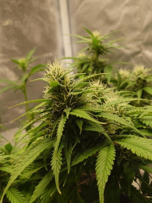 Sour Jealousy - First coco grow. Week 7