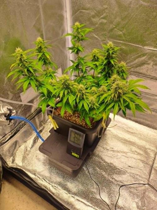 Sour Jealousy - First coco grow. Week 8
