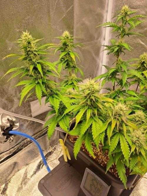 Sour Jealousy - First coco grow. Week 8