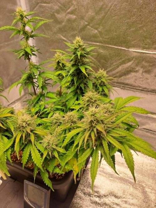 Sour Jealousy Auto. Week 8