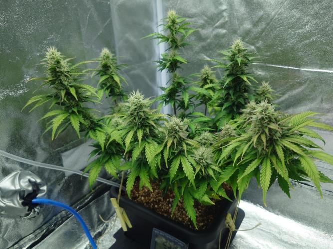 Sour Jealousy - First coco grow. Week 9