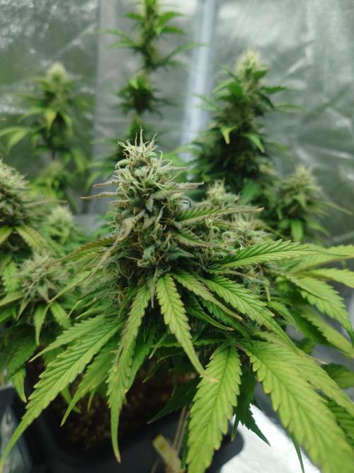 Sour Jealousy Auto. Week 9