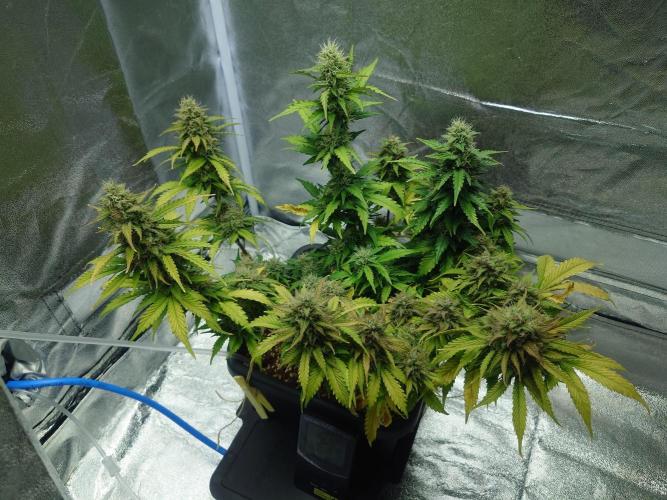 Sour Jealousy - First coco grow. Week 10