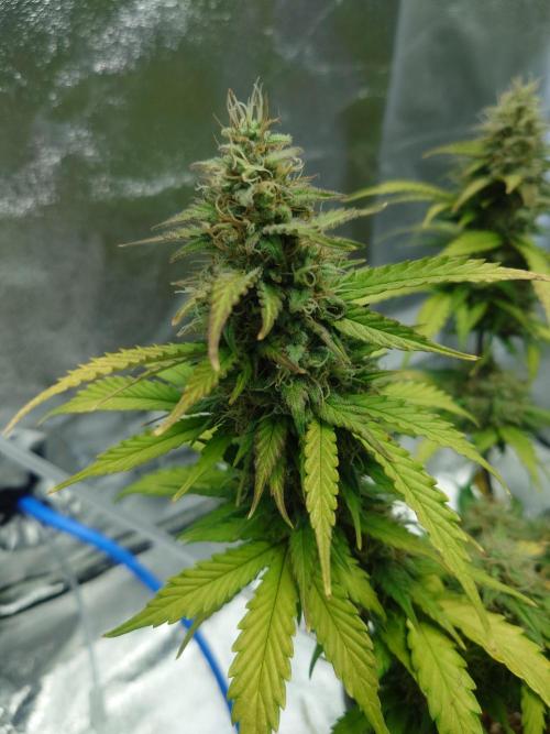 Sour Jealousy - First coco grow. Week 10