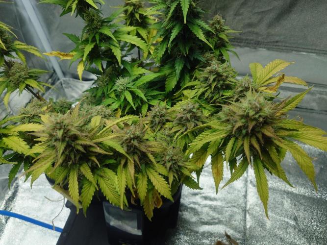 Sour Jealousy - First coco grow. Week 10