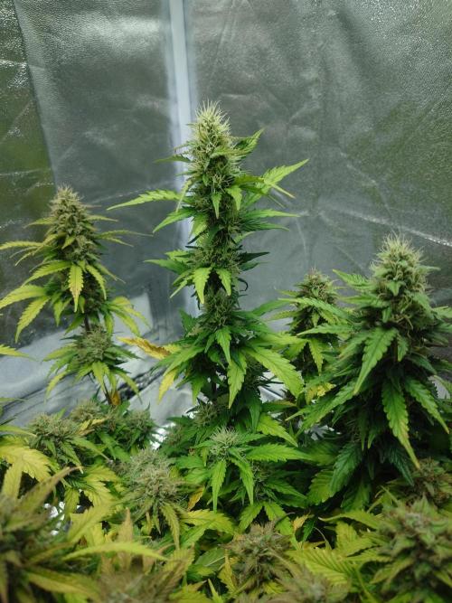 Sour Jealousy - First coco grow. Week 10