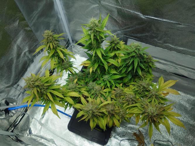 Sour Jealousy Auto. Week 10