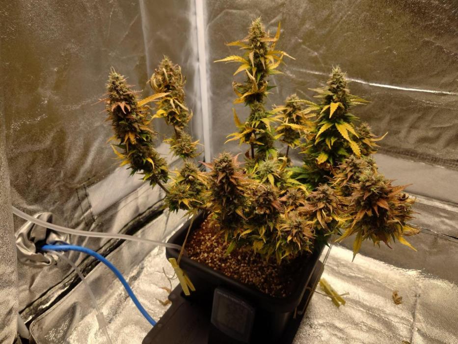 Sour Jealousy - First coco grow. Week 11