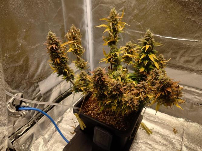Sour Jealousy Auto. Week 11