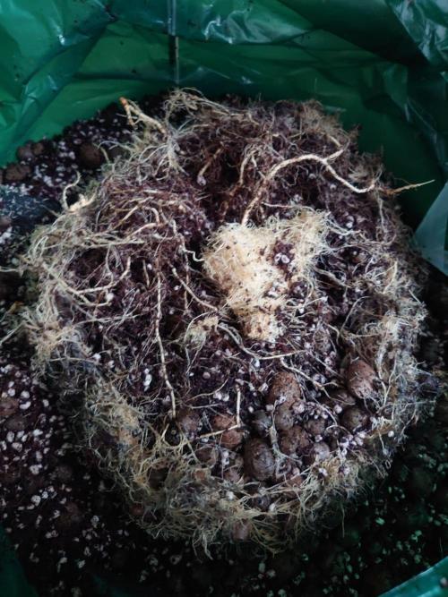 Sour Jealousy - First coco grow. Week 12 - Roots after removing air dome
