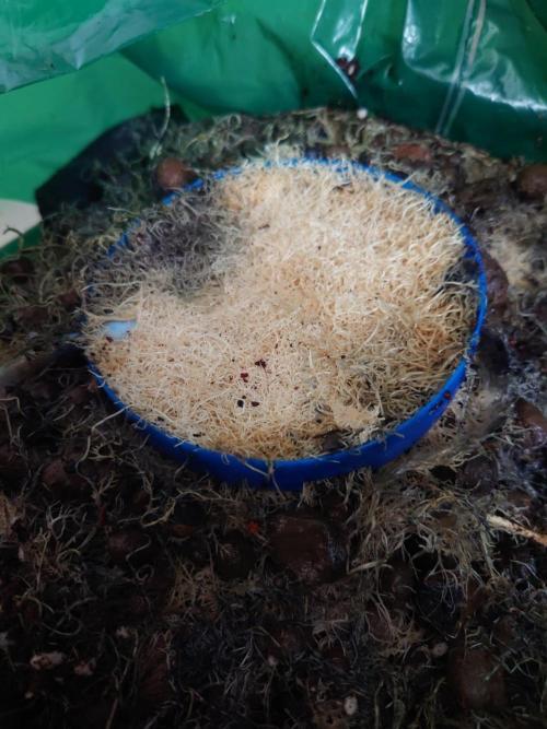Sour Jealousy - First coco grow. Week 12 - Roots around air dome