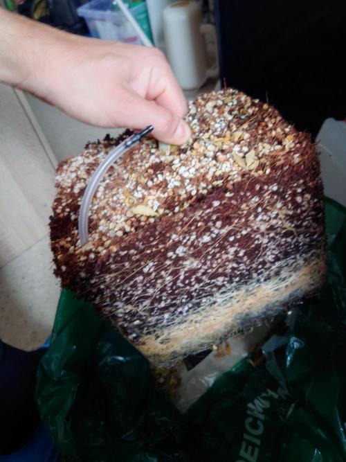 Sour Jealousy - First coco grow. Week 12 - Roots really love oxygenation in the clay pebble layer