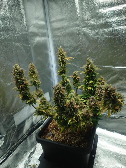 Sour Jealousy - First coco grow. Week 12 - Last photo before harvest