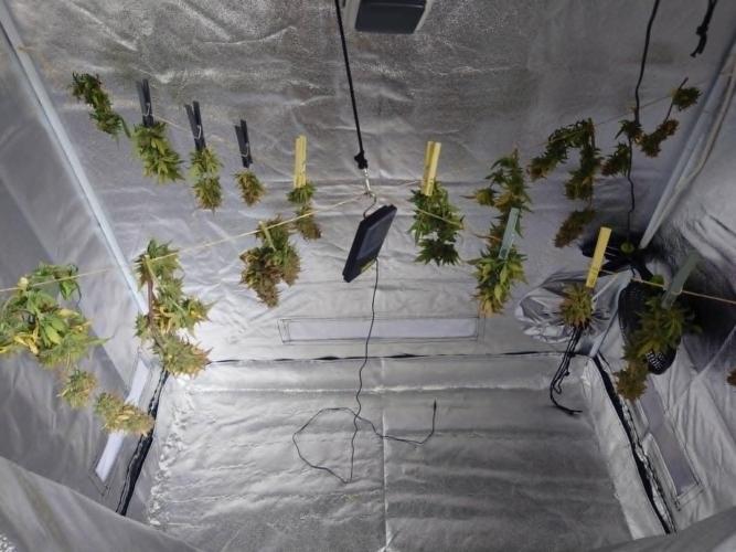 Sour Jealousy Auto. Week 12