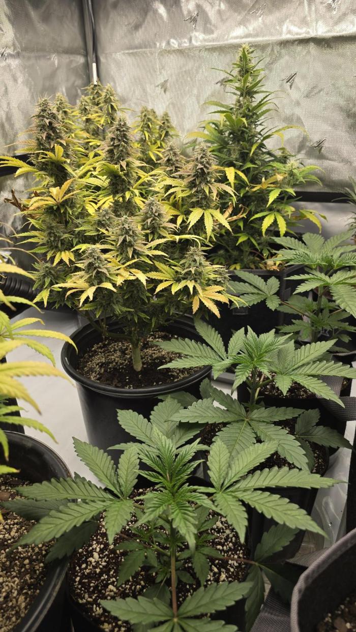 First indoor photo grow. Week 2 - 2 weeks in from germination. 1st week of Veg.