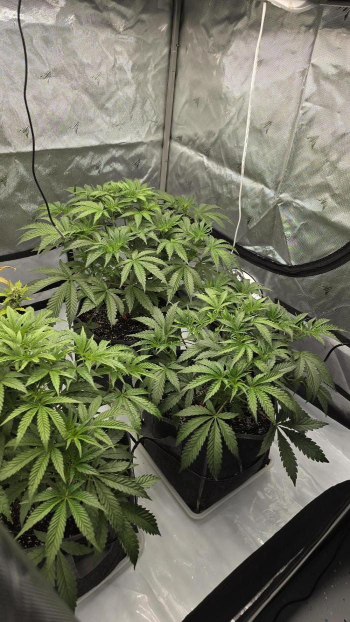 First indoor photo grow. Week 5 - Getting ready for light defoliation.