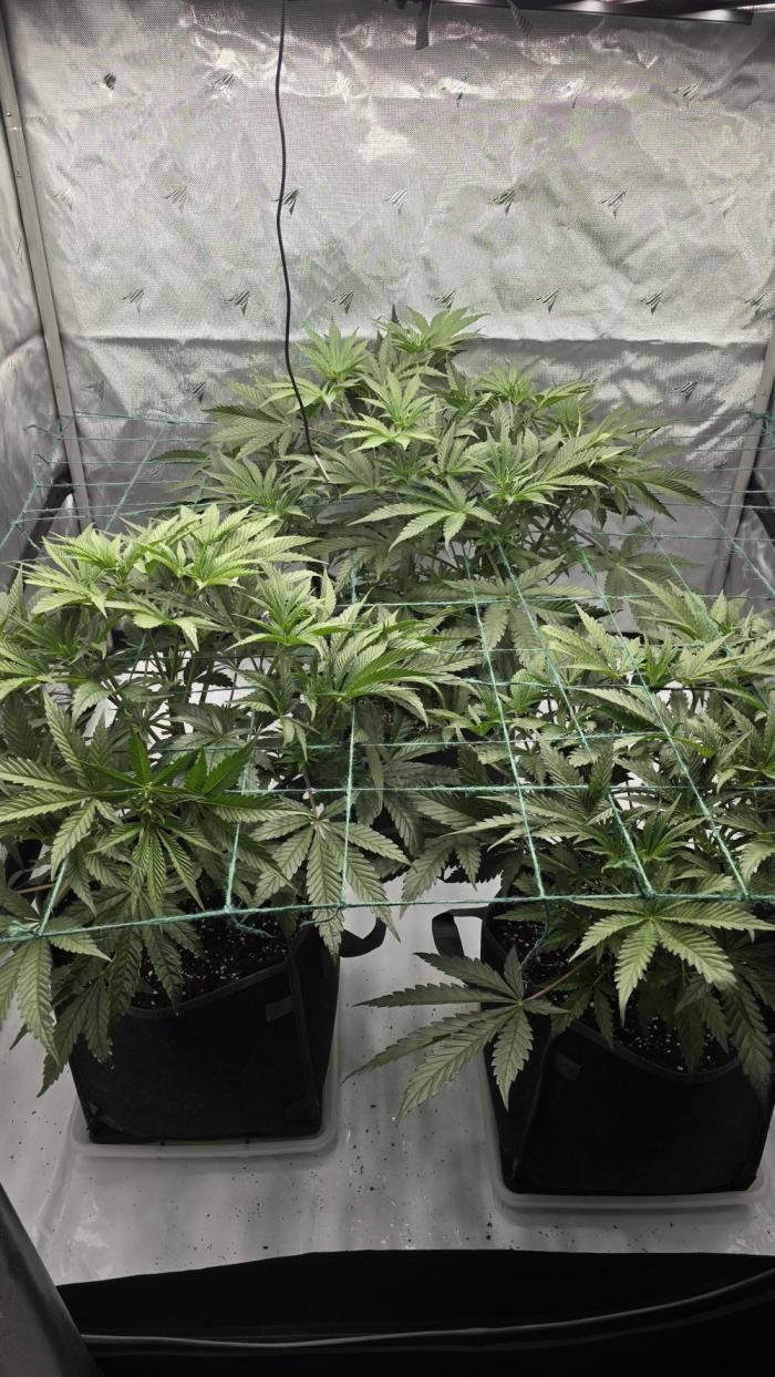 Ice Dream Cake. Week 5 - Getting ready for bloom time