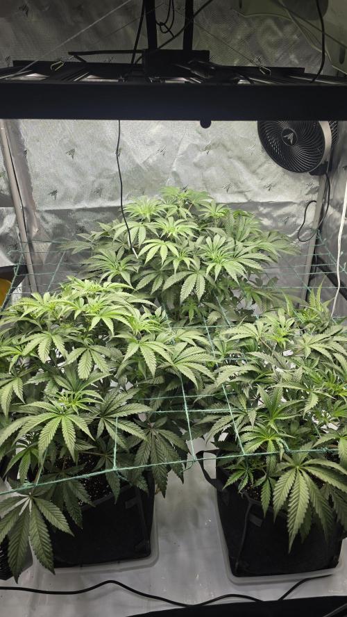 Ice Dream Cake. Week 6