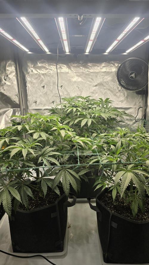 Ice Dream Cake. Week 6