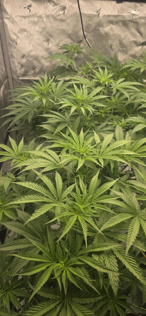 Ice Dream Cake. Week 7 - Patiently waiting 