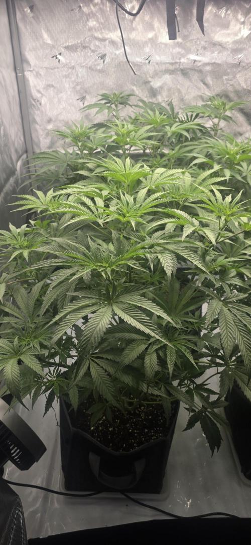 Ice Dream Cake. Week 7