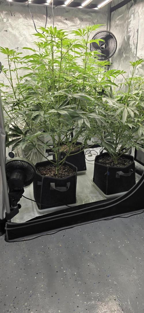 Ice Dream Cake. Week 8