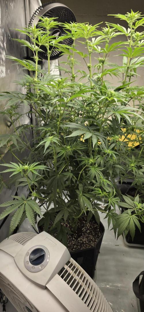 Ice Dream Cake. Week 8