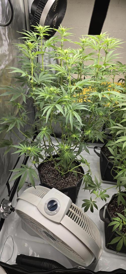 Ice Dream Cake. Week 8