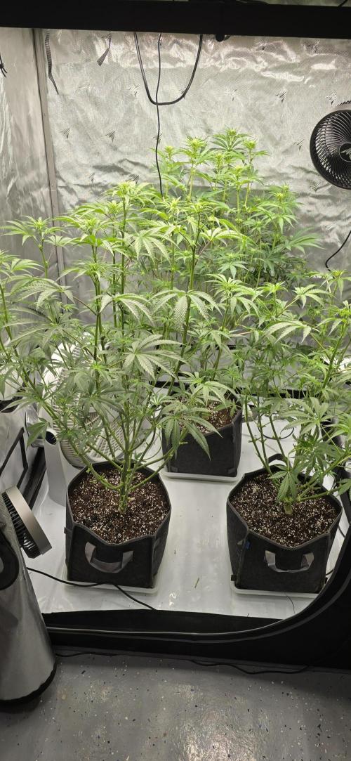 Ice Dream Cake. Week 8