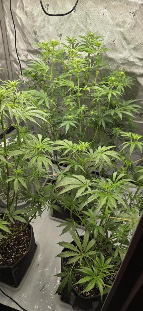 Ice Dream Cake. Week 8