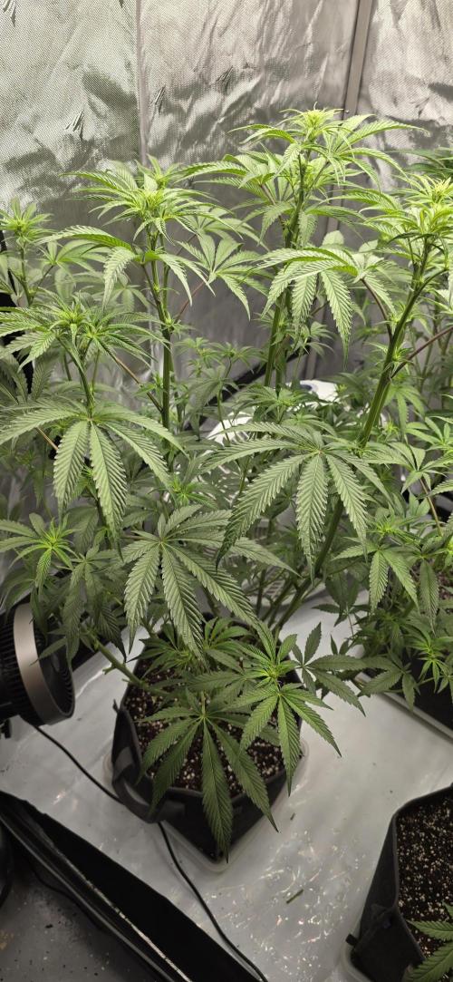 Ice Dream Cake. Week 8