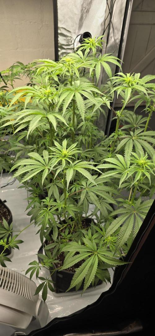Ice Dream Cake. Week 8
