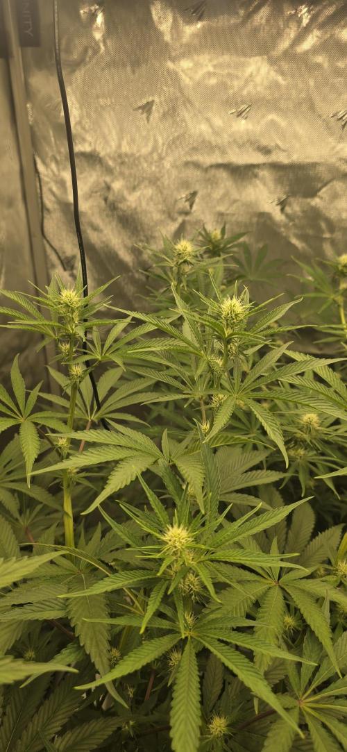 Ice Dream Cake. Week 9