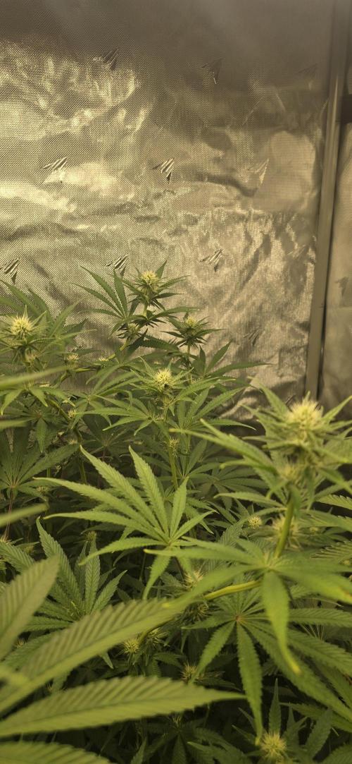 Ice Dream Cake. Week 9