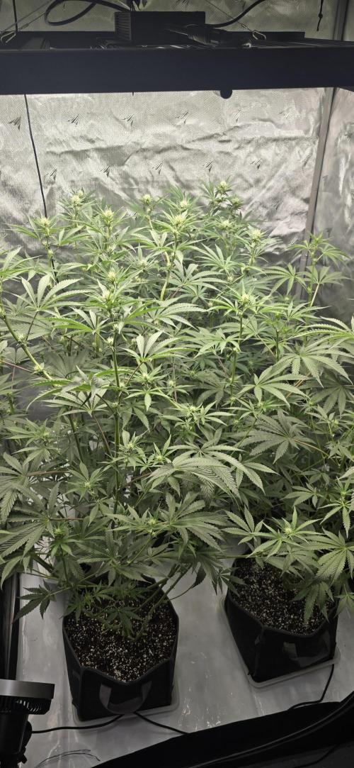Ice Dream Cake. Week 9