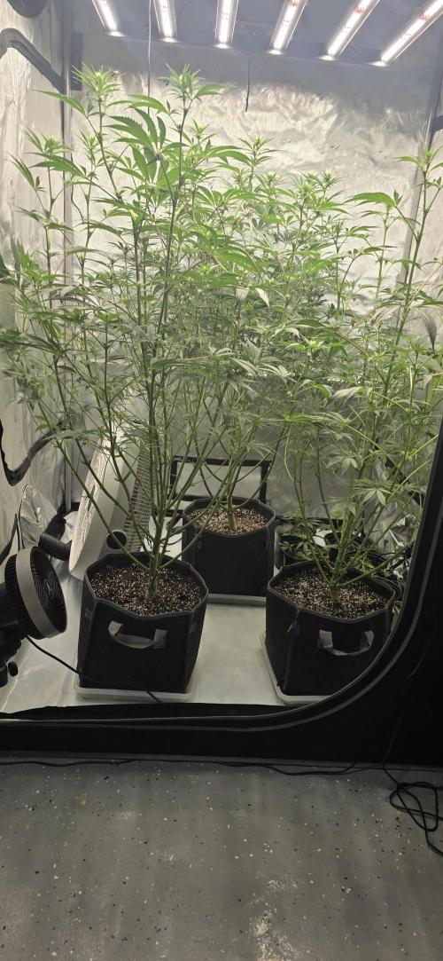Ice Dream Cake. Week 9