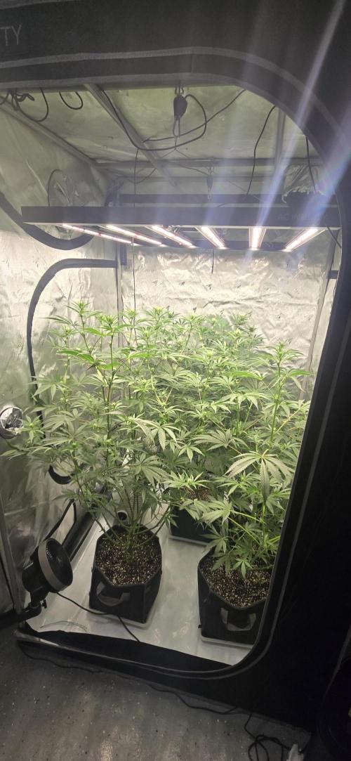 Ice Dream Cake. Week 9