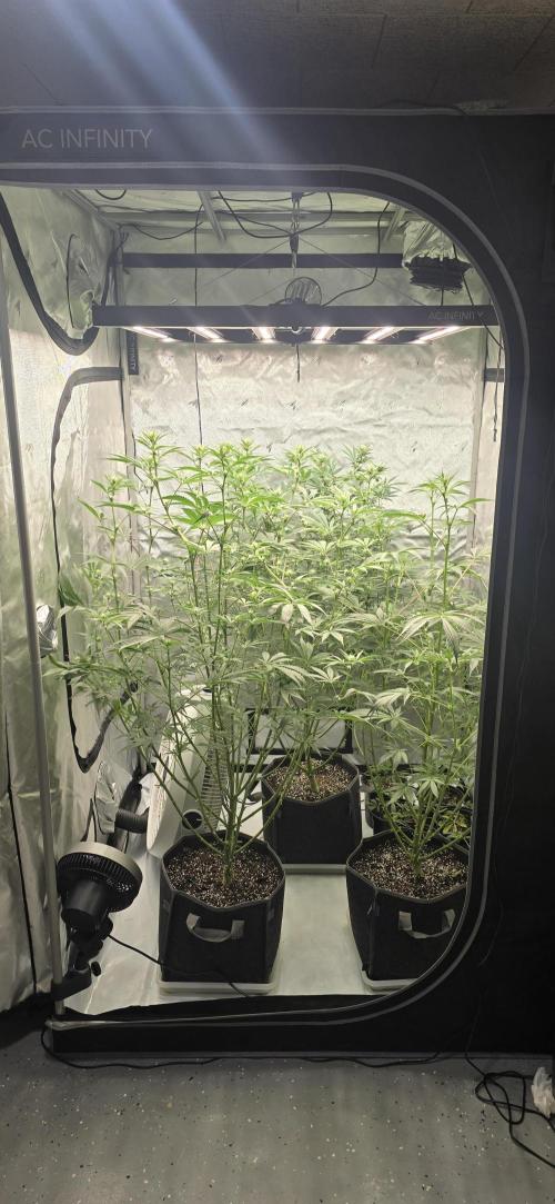 Ice Dream Cake. Week 9