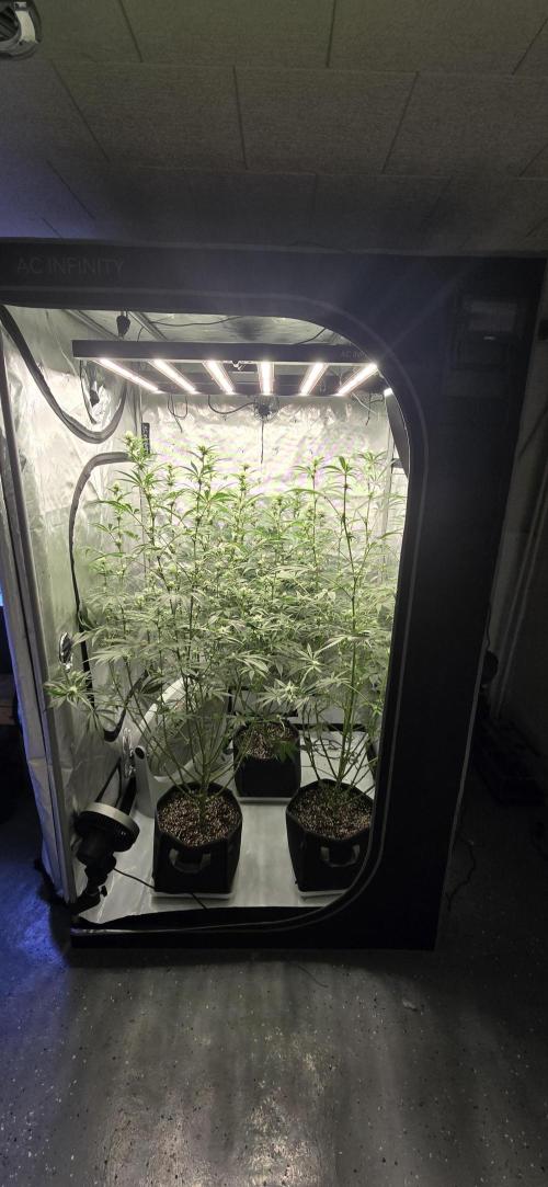 Ice Dream Cake. Week 10