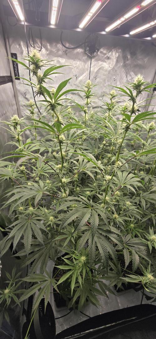 Ice Dream Cake. Week 10