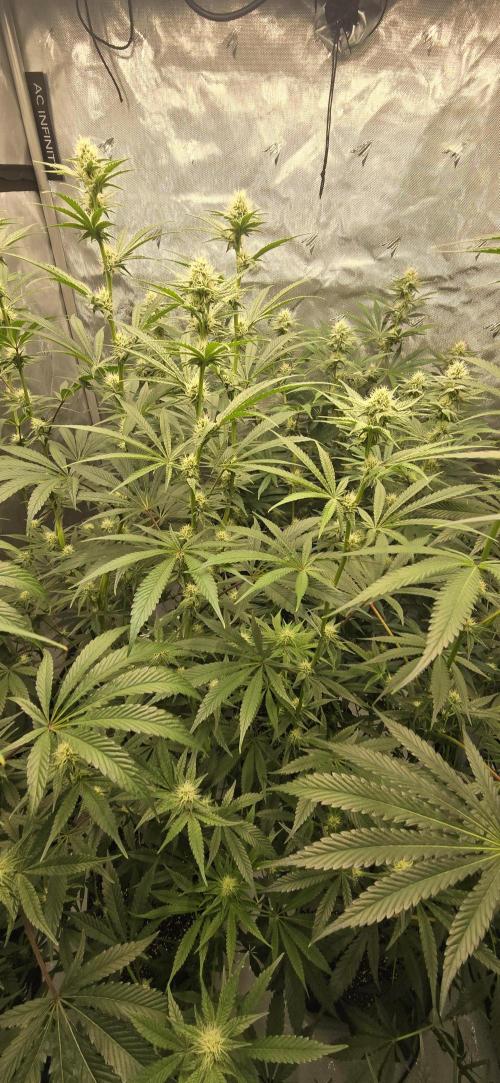 Ice Dream Cake. Week 10