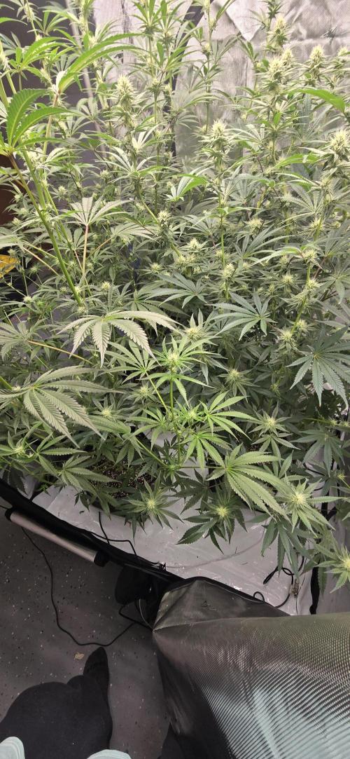 Ice Dream Cake. Week 10