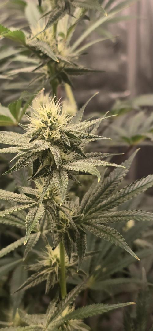 Ice Dream Cake. Week 10