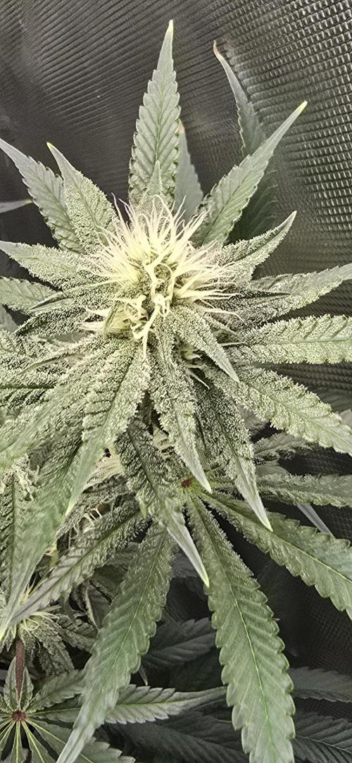 Ice Dream Cake. Week 10