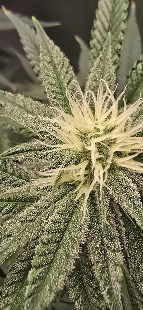 Ice Dream Cake. Week 10