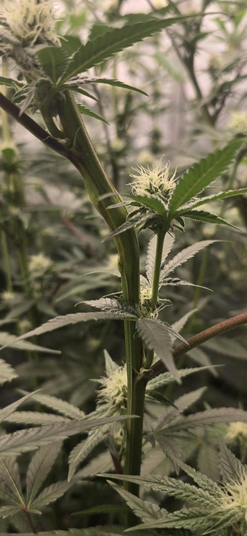 Ice Dream Cake. Week 10
