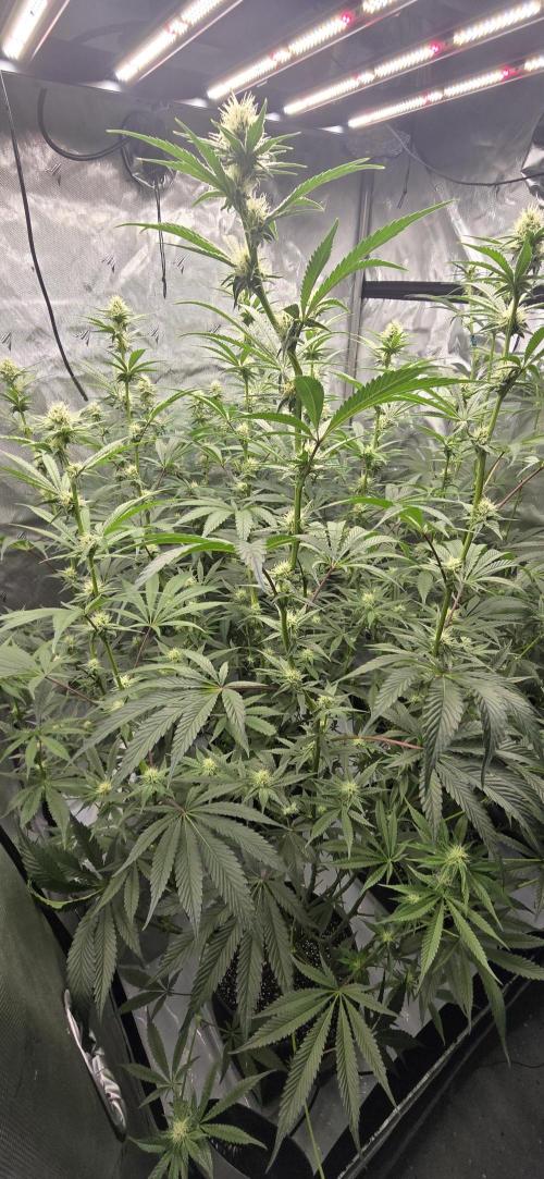 Ice Dream Cake. Week 10