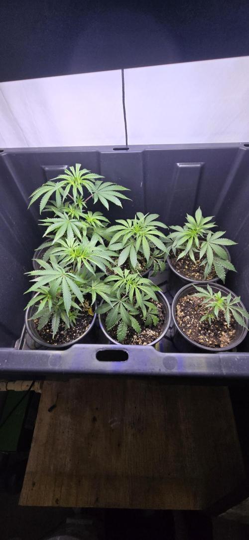Ice Dream Cake. Week 10