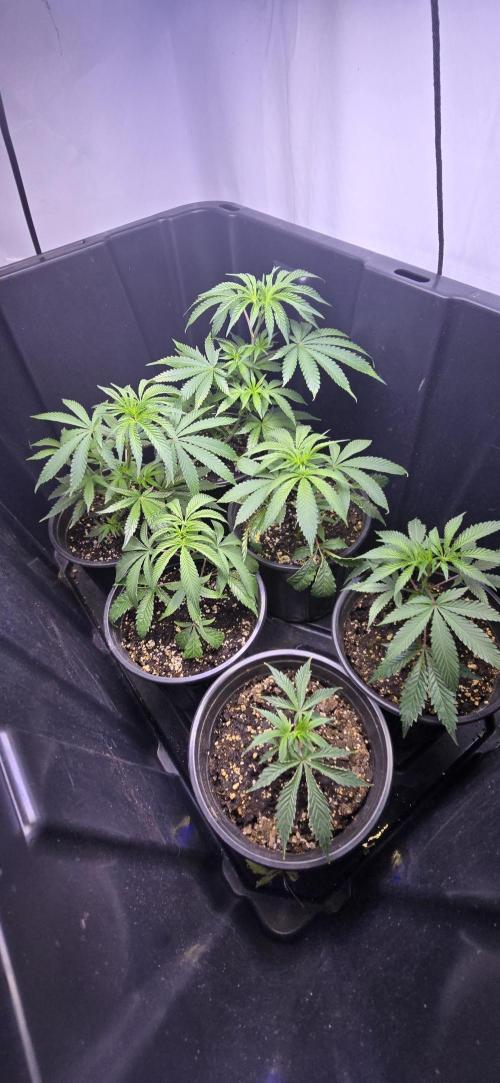 IDC Outdoors. Week 2